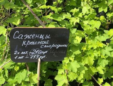 Растения открытого грунта. Фотоотчёт.